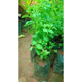 Excellent Stevia Plants